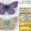 polyommatus thersites ganzhiana tabl